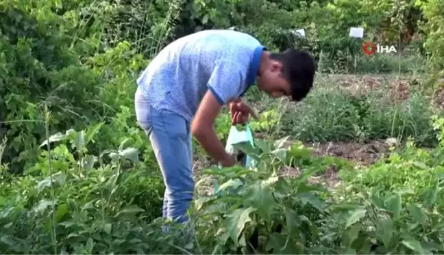 Gercüş'te organik ürünlerdeki bereket fiyatları düşürdü