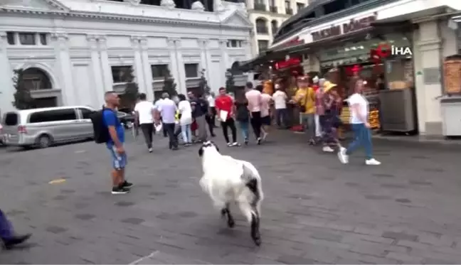 Keçisiyle Taksim'e çıktı, vatandaşların ilgi odağı oldu