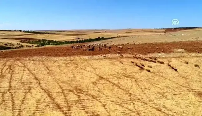 Meralar suya kavuştu, hayvancının yüzü güldü - GAZİANTEP