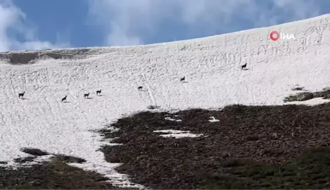 Doğa sevdalısı yaban hayatı gözlüyor