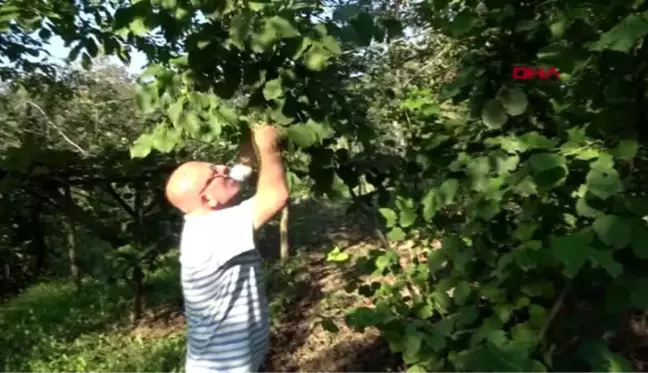 Düzce fındık kabuğundan çay yaptı