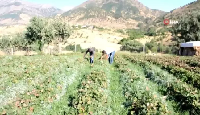 Sason'da hibe çilek desteği tersine göçü başlattı