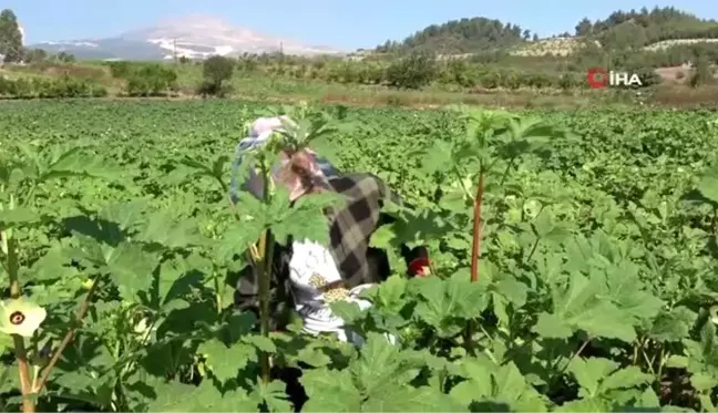 Yöneticiliği bırakıp bamya işine girdi: 