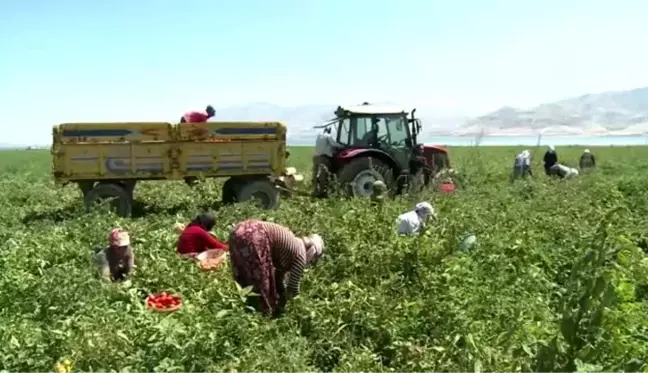 Elazığ'ın kuru domatesleri dünya sofralarında