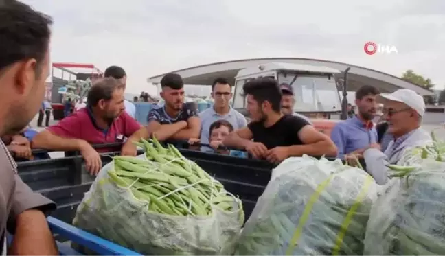 Fasulye fiyatları üreticinin yüzünü güldürüyor