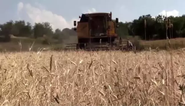 Siyez buğdayında verim yüz güldürüyor