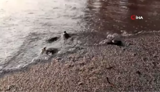 Bodrum'da ilk kez görülen caretta carettalar için ekipler alarma geçti