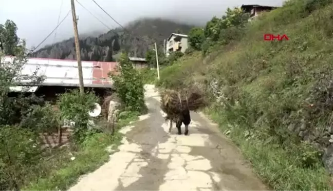 Trabzon uzungöl'de hayvancılıkla uğraşanların mera alan sıkıntısı