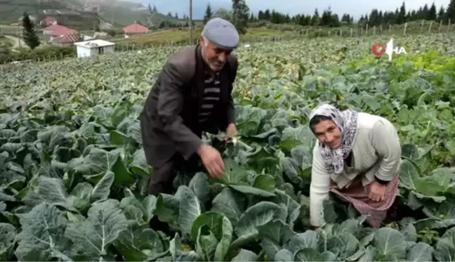 2 bin rakımlı yaylada beyaz lahana hasadı başladı