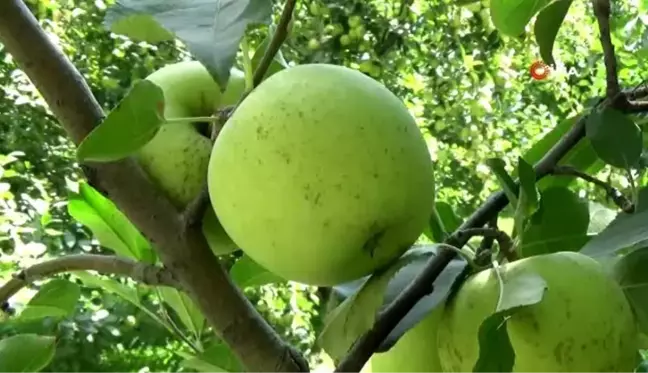 Amasya misket elmasının hasadı başladı