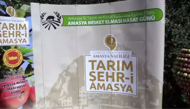 Tescilli Amasya misket elmasında hasat zamanı