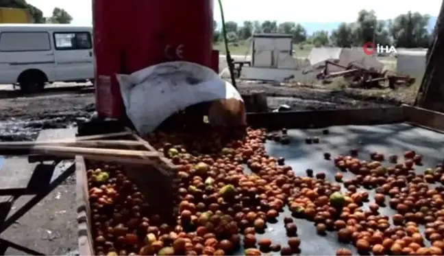 10 dakikada 200 kilo ceviz kabuğunu soyan makine, üreticinin yüzünü güldürüyor