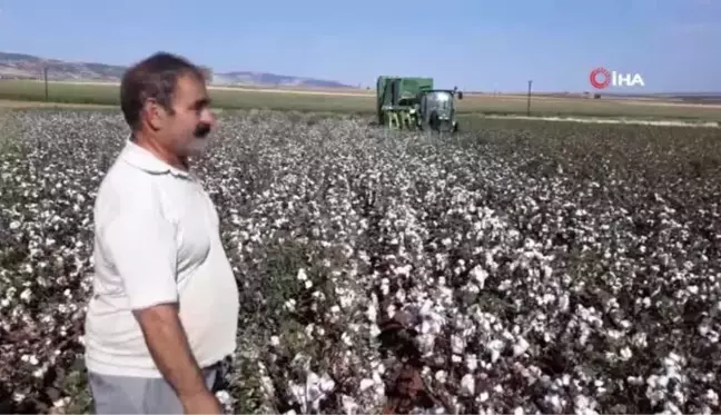 Araban'da pamuk hasadına başlandı