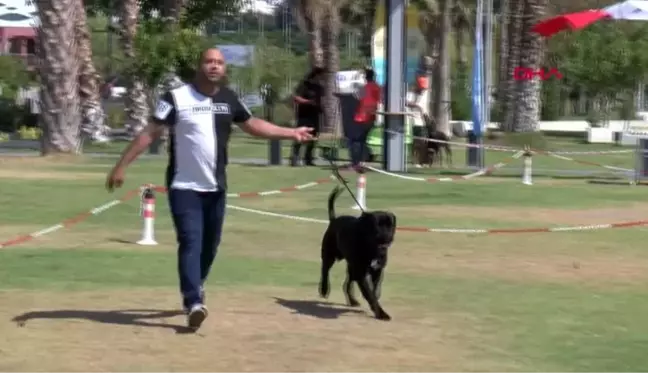 Irk köpekler, antalya'da yarışıyor