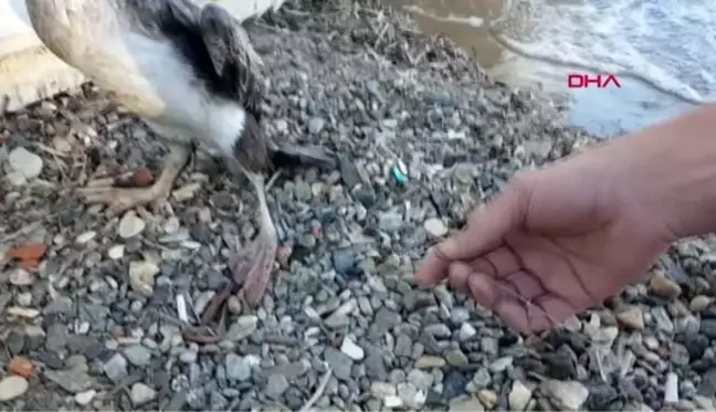 Karabatağı, ayağındaki olta ve misinadan kurtardılar