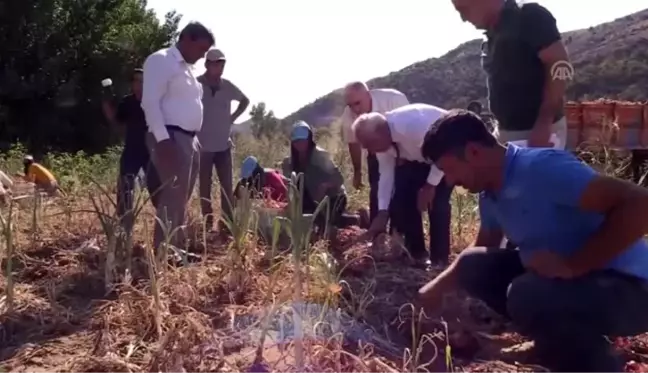 Kılıçlar soğanı çiftçiyi sevindirdi