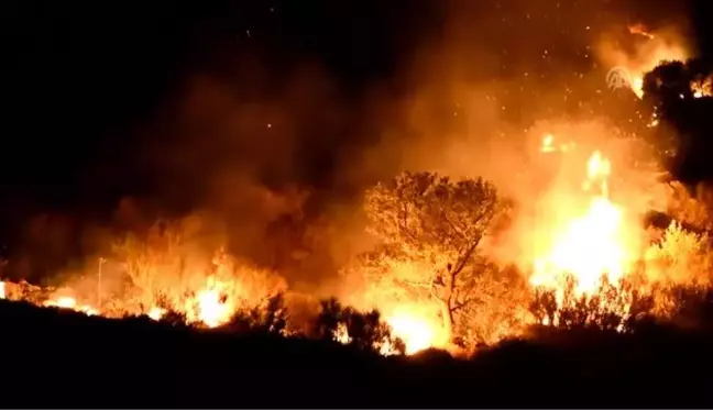 Bodrum'da makilik alanda yangın