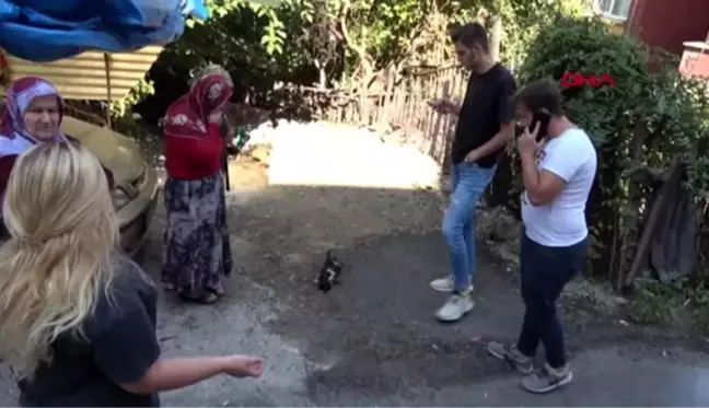 Karabük ayakları kesilmiş olan kedi vatandaşların tepkisine yol açtı