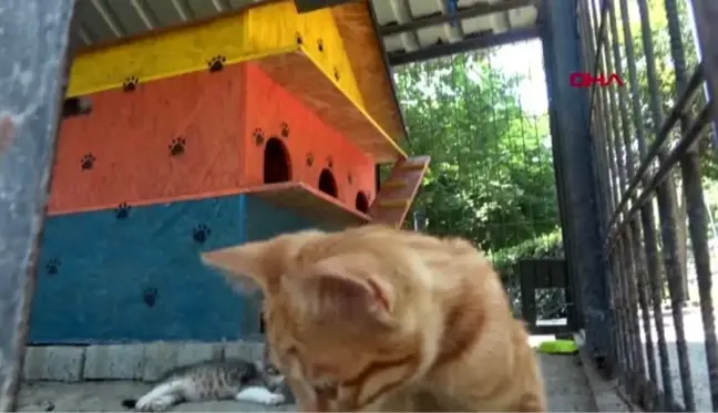 Avcılar'daki 3 katlı kedi evleri kaldırılıyor