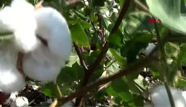 Gaziantep beyaz altında hasat başladı