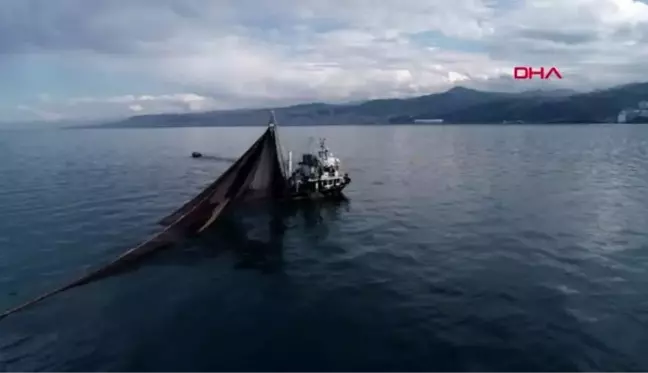 Rize karadeniz'de hamsi sürüleri 'taraklı denizanası' tehdidi altında