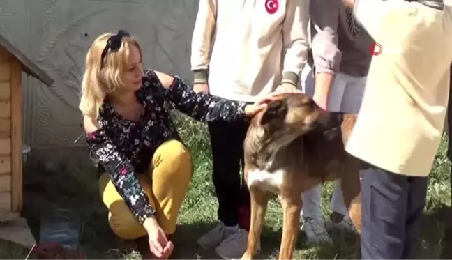 Sahipsiz köpeklerin yeni yuvası okul oldu