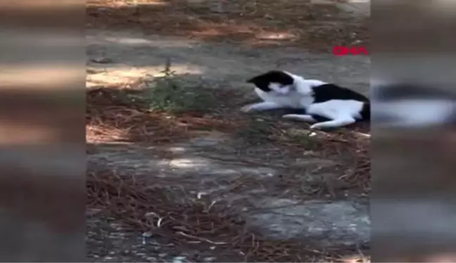 Çanakkale kedi ile farenin oyunu kameralara böyle yansıdı