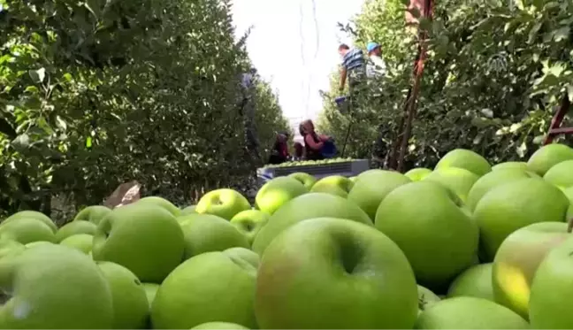 Isparta'da elma hasadına başlandı