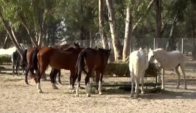 Faytona koşulan atların yeni evi Doğal Yaşam Parkı oldu