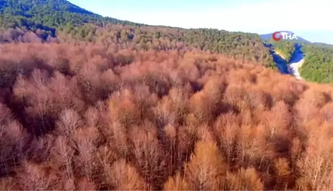 İstilacı hayvanlar koca ormanı kuruttu...Çözüm bulunamıyor