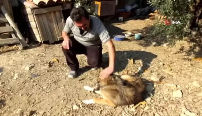 Sahiplendikleri köpek 'Cancan' kuyruksuz 2 yavru doğurdu