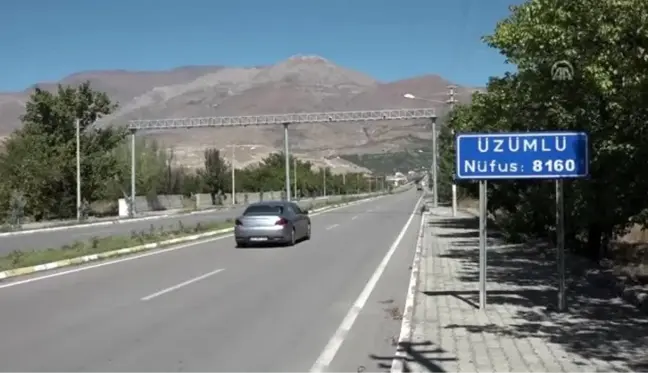 Üzümlü'nün bağlarında 