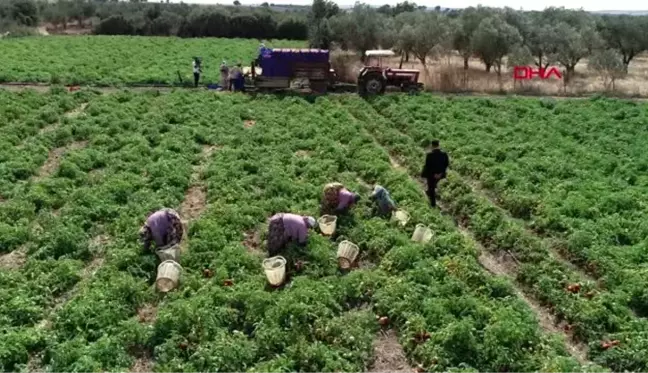 Çanakkale domatesinin kilosu 40 kuruşa düştü