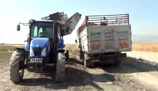 Gaziantep'te şeker pancarı hasadı