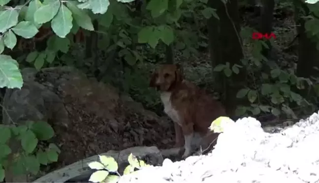 Sinop köpeklerin yaylada ölüme terk edilmesine tepkiler sürüyor