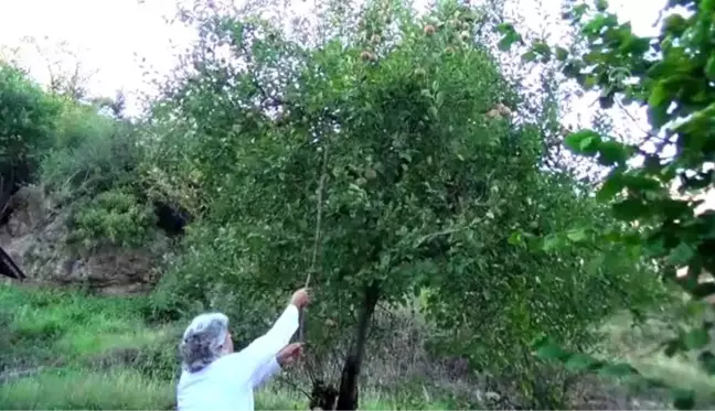 Yeni keşfedilen elma 