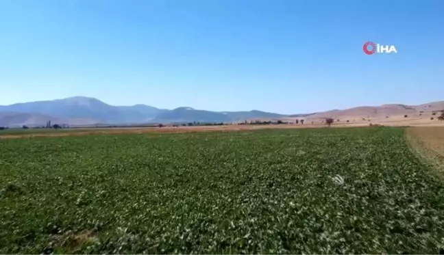 Şeker pancarında hasat zamanı