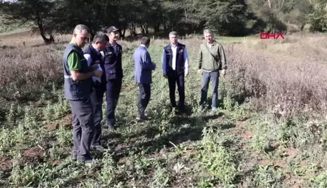 Bolu'da ilk ada çayı hasadı