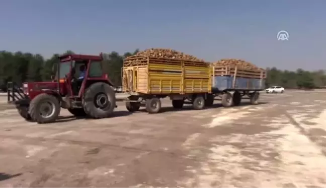 Kahramanmaraş'ta şeker pancarı alımına başlandı