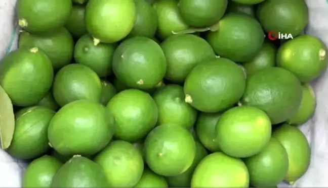 Limonda rekolte düşük ama fiyatlar yüzleri güldürüyor