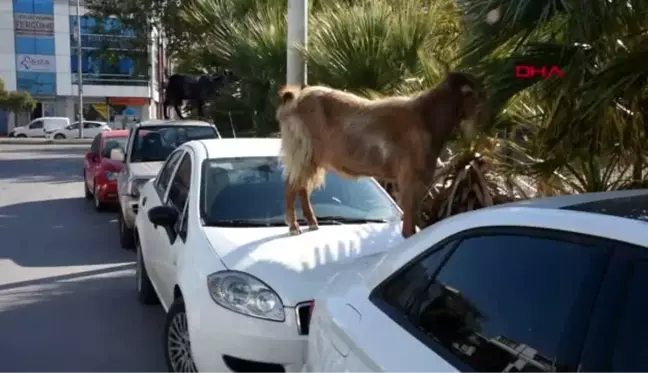 İzmir keçilerin araç üzerinde beslenme keyfi