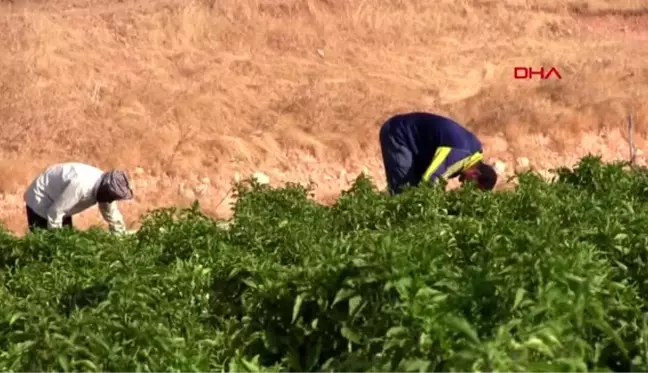 Şanlıurfa ekmeklerini 'acı'dan çıkarıyorlar