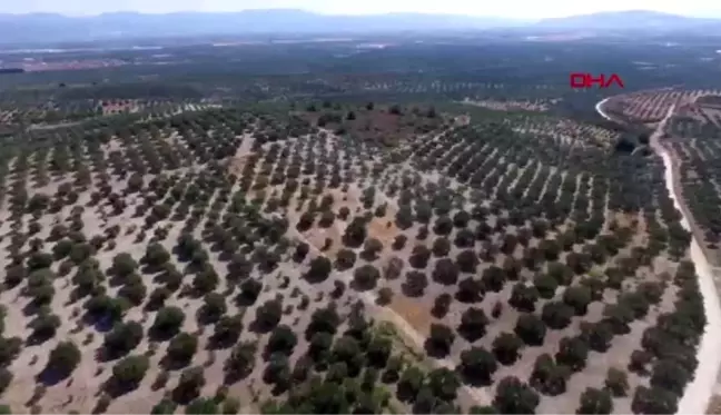 Türkiye'nin zeytin ambarı akhisar'da hasat başladı