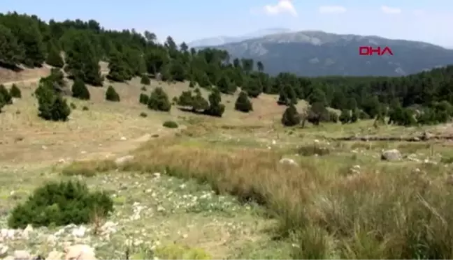 Denizli endemik tür 'tavas kurbağası' tel örgüyle korunacak