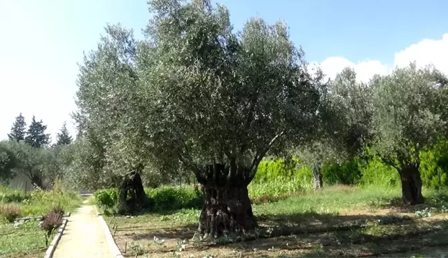 810 yıllık zeytin ağacı turizme hizmet ediyor