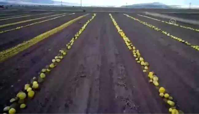 Kabak çekirdeği üreticisinin yüzünü güldürdü