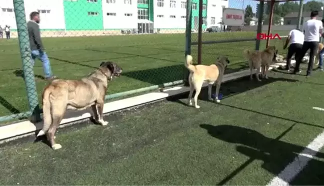 Sivas'ta, kangal köpeği güzellik yarışması düzenlendi