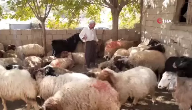 Adıyamanlı çobandan Cumhurbaşkanına çağrı