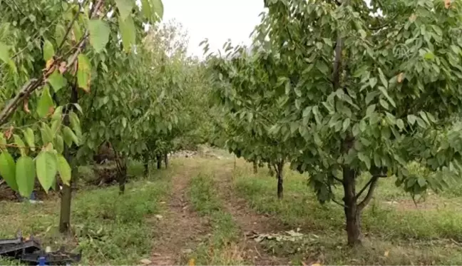 Bursa kestanesinde erken hasat