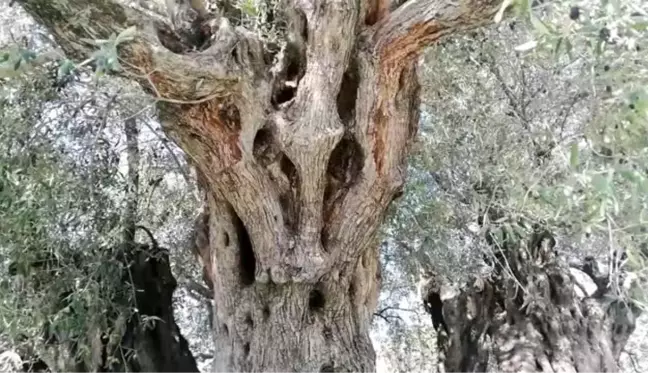 Zeytin hasadı anıt ağaçtan başladı